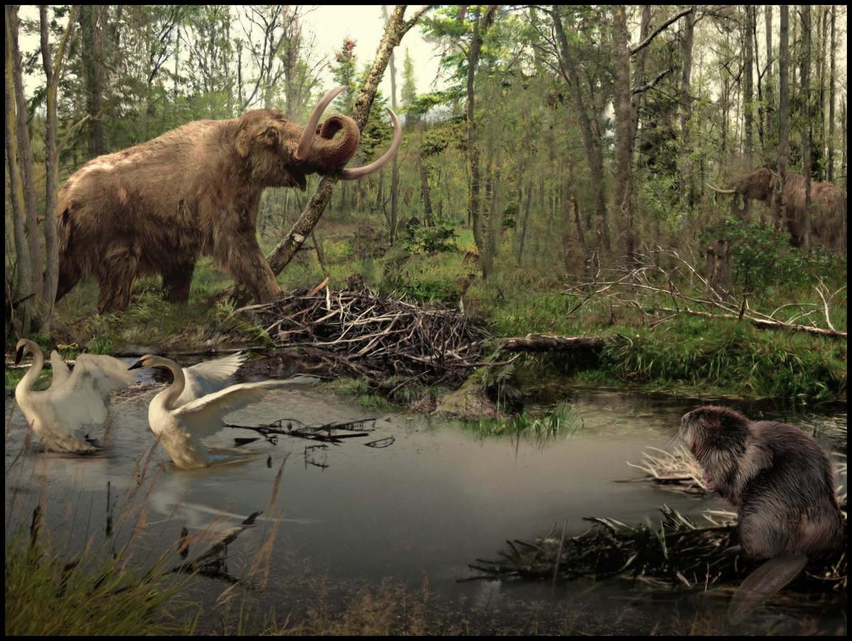 Late Pleistocene Biomes | Explore The Ice Age Midwest